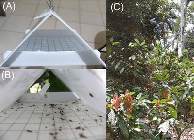 Field evaluation of the sex pheromone of the cacao pod borer (Conopomorpha cramerella Snellen) in the Philippines